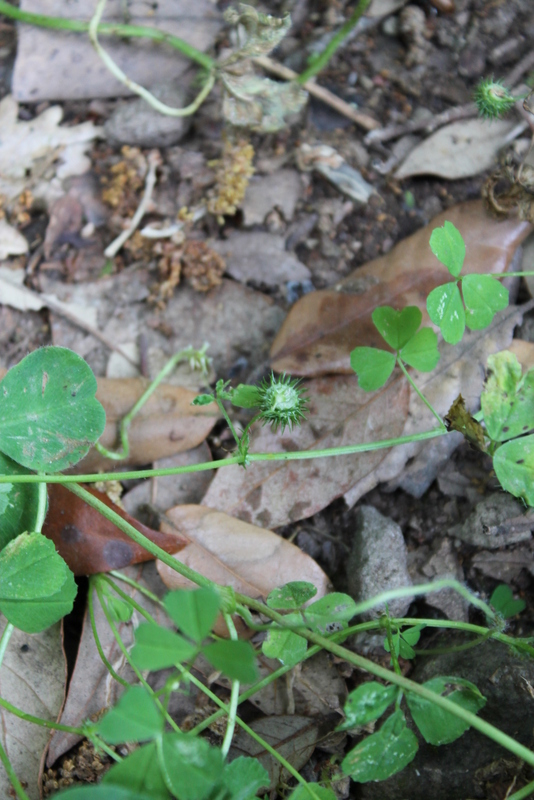 Campi Flegrei -Medicago arabica